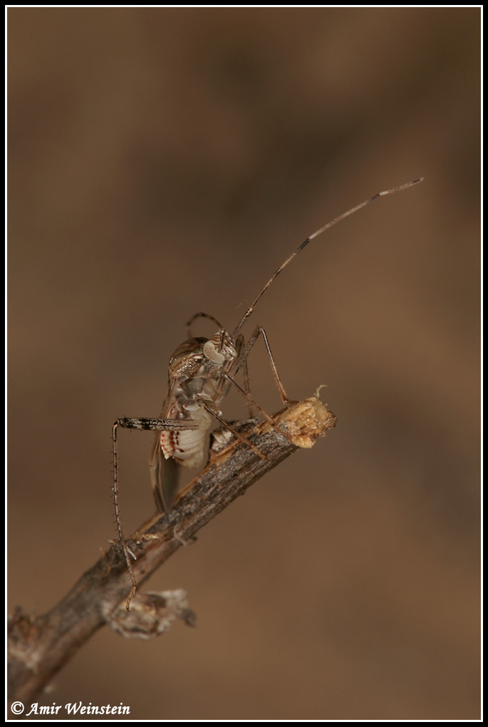 Heteroptera d''Israele - Miridae